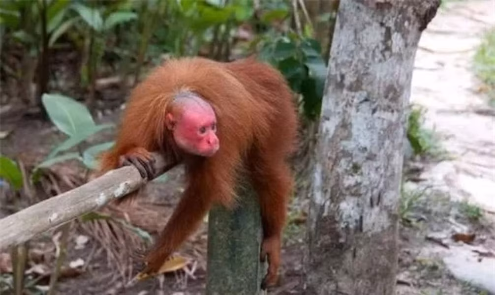 'Khỉ hói' chúng sống thành từng nhóm, thường ở trên các cành cây cao. 'Khỉ hói' chủ yếu ăn hạt và hoa quả thực vật, và đôi khi là côn trùng, nhưng không chủ động tìm kiếm thức ăn. Chúng là loài động vật hòa đồng như các nhóm khỉ khác.