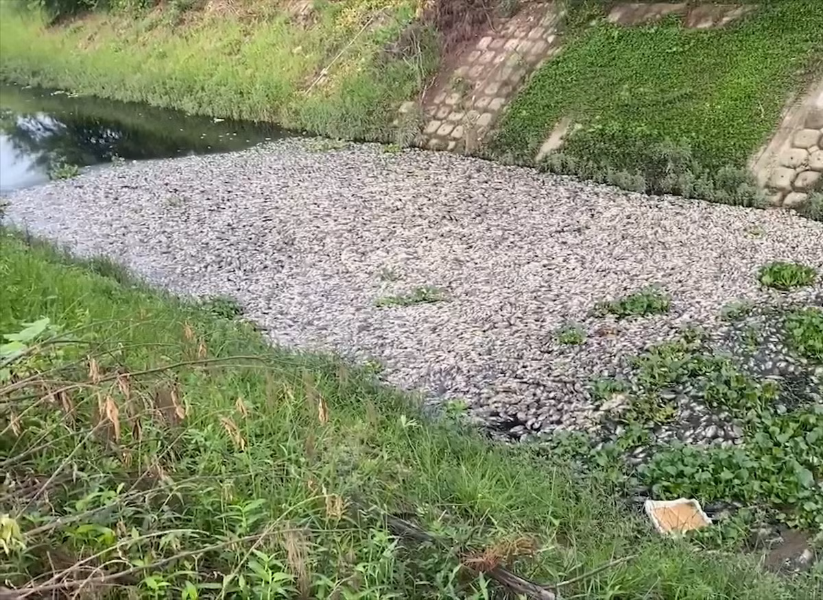Trước đây, đã nhiều lần Đà Nẵng xảy ra tình trạng cá chết hàng loạt trên các kênh thoát nước, sông và hồ điều tiết.