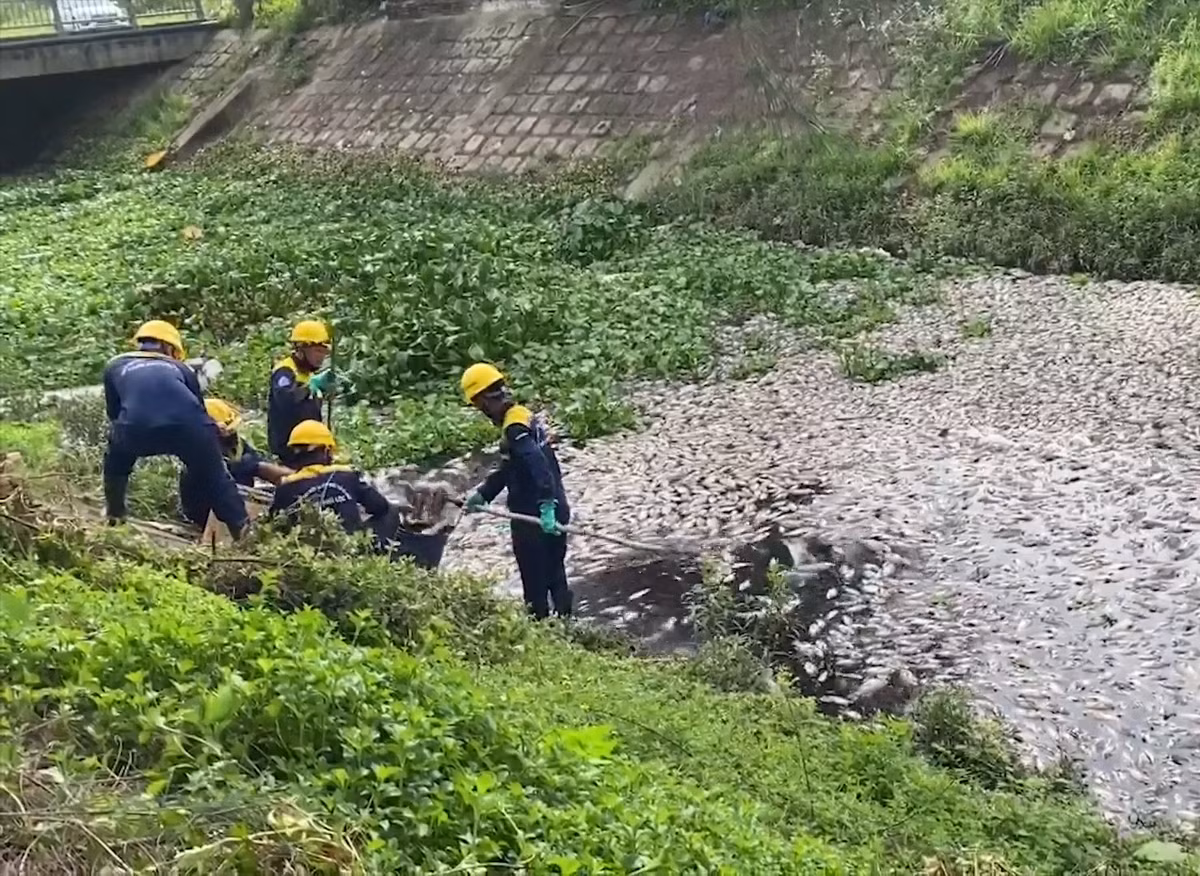 Xác cá chết nổi lềnh bềnh, bốc mùi hôi nồng nặc.