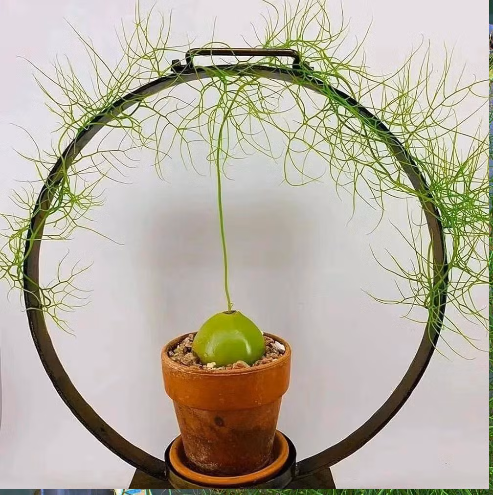 Chỉ cần có ánh nắng chói chang và môi trường ấm áp là có thể phát triển bình thường.