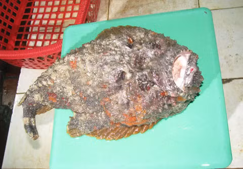 Cá mặt quỷ có tên tiếng Anh là Stonefish, thuộc họ cá mao quỷ Synanceiidae trong bộ cá mù làn Scorpaeniformes. Có ít nhất tám loài cá mặt quỷ được biết đến có độc tố dưới dạng nọc độc, trong đó loài cá mặt quỷ Synanceia verrucosa và loài cá mao quỷ S.horrida lại rất phổ biến ở VN. Ảnh: Ngoisao.