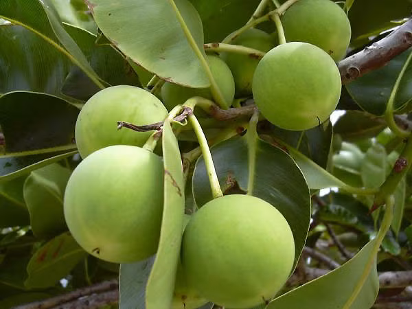 Cây mù u thuộc họ măng cụt được trồng nhiều ở nước ta với mục đích làm cây bóng mát, ép dầu để thắp sáng. Bên cạnh đó loại cây này còn được sử dụng để chữa bệnh đặc biệt là mủ cây. Dưới đây là một số bài thuốc hay từ mủ cây mù u bạn nên biết. Ảnh: Thầy thuốc của bạn. 
