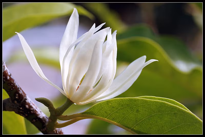 Hoa ngọc Lan: theo y học cổ truyền hoa ngọc lan có tính cay, đắng, có thể dùng để trị các chứng bệnh huyết áp, chướng bụng, đầy hơi, buồn nôn… Ảnh: hoa tươi sài gòn.
