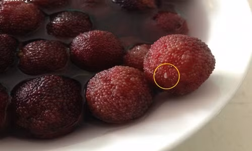 Qủa này thường được dùng để ăn, ngâm rượu hoặc làm siro vì nó có vị ngọt, chua dịu rất ngon miệng. Ảnh: Ohay.