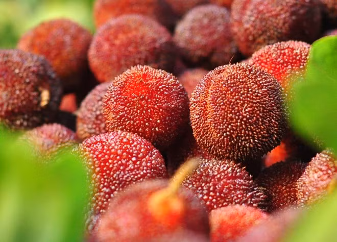 Gần đây, người Hà Nội đang phát hoảng trước một thông tin được đăng tải trên mạng xã hội về những quả thanh mai có giòi trắng lúc nhúc. Những con giòn này rất nhỏ và thường chỉ nhìn thấy sau khi đem quả đi ngâm nước muối. Ảnh: VietQ.