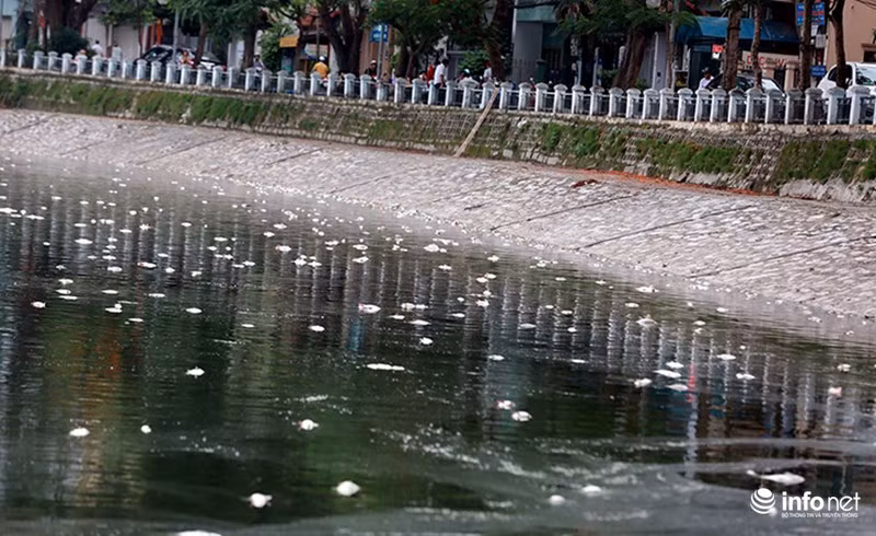 Trước đó, đúng một năm vào ngày này, hồ Hoàng Cầu ghi nhận lượng cá chết trắng hồ khối lượng lên tới hơn 40 tấn. Ảnh chụp tại hồ Hoàng Cầu năm 8/6 2016.