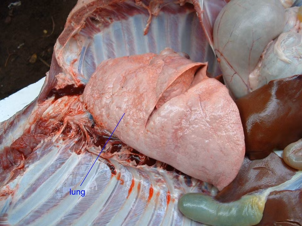 Phổi lợn cũng là nơi tích tụ của một số loại virus gây bệnh. Khi bạn ăn phổi lợn chế biến sai cách dễ nguy cơ lây nhiễm những bệnh này. Ảnh: Heathplus.