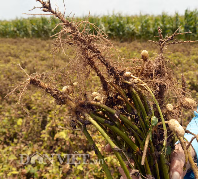 Rễ cây lạc sơ chế thật sạch nấu với thịt lợn nạc có thể trị các chứng đau nhức xương khớp. Ảnh: Dân việt.