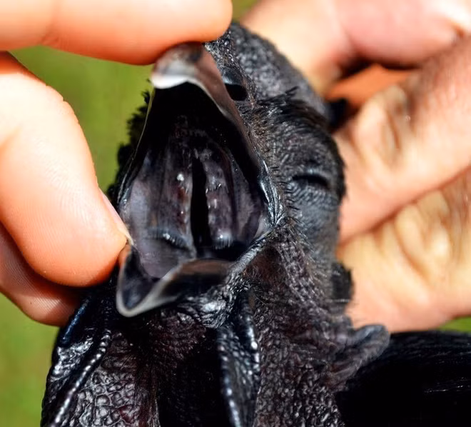 Thịt gà đen Ayam Cemani được đánh giá có giá trị dinh dưỡng cao, và nhiều đặc tính chữa bệnh tốt như nhân sâm. Ảnh: Zing.