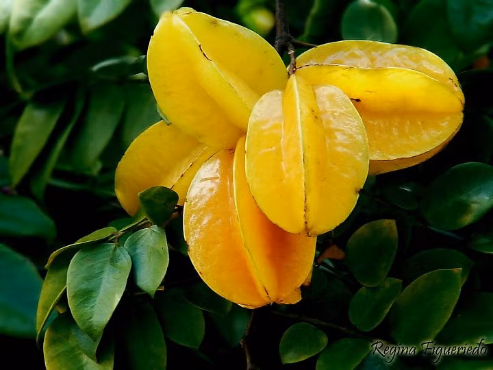 Ngoài lá, hoa và vỏ khế thì quả khế cũng là một trong những nguyên liệu có mặt rất nhiều trong các bài thuốc dân gian Ảnh: Tri thức. 