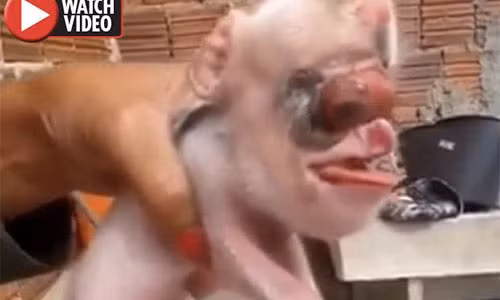 Con lợn có phần đầu vô cùng dị thường.