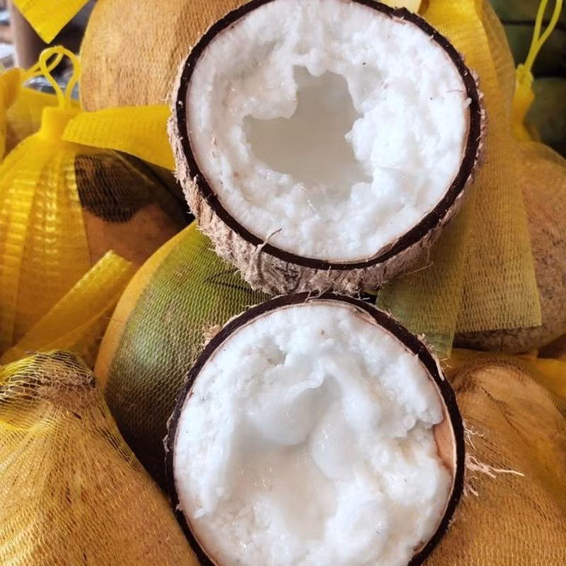 Nhìn bên ngoài, dừa sáp không có gì khác biệt so với những trái dừa khác nhưng bên trong cơm rất dày và mềm dẻo như bột quánh lại. Nước cũng rất ít, sền sệt và trong như sương sa. Ảnh: Công nghệ Fruits