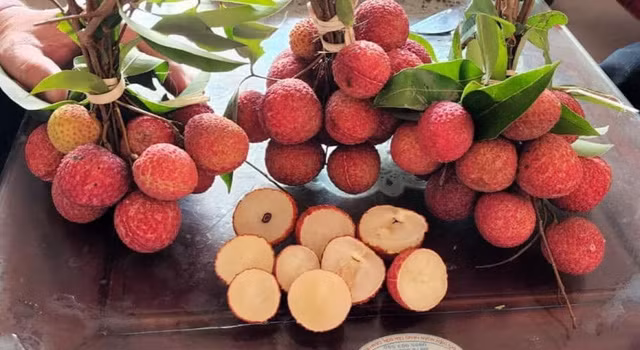 Vải không hạt được đánh giá là có vị ngọt thanh, ít đường, rất tốt cho sức khỏe người sử dụng. Theo đó, dù giá cao ngất ngưởng nhưng vải không hạt vẫn trong tình trạng "cháy hàng". Ảnh: VTV