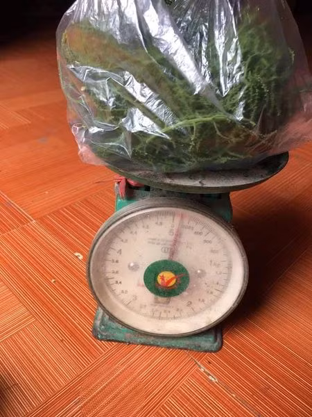 Chị Thảo, một đầu mối bán đặc sản rau rừng ở Lạng Sơn cho biết, hoa rau ngót rừng khá hiếm. Trung bình mỗi ngày chị gom được vài cân, có hôm không được cân nào.