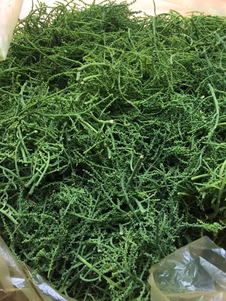 Trên thị trường, hoa rau ngót rừng có giá sỉ từ 70.000 – 80.000 đồng/kg. Còn giá lẻ, khách mua với giá hơn 100.000 đồng/kg.