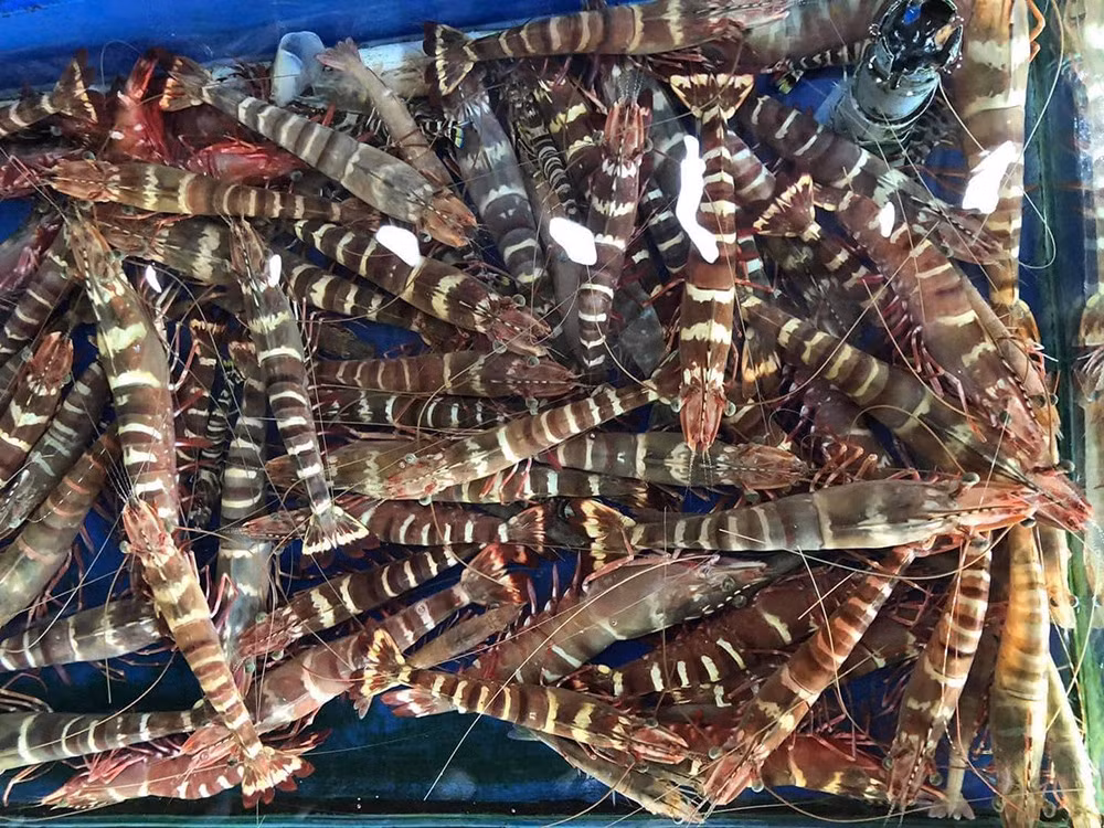 Tôm sú cọp có kích thước khá lớn. Thông thường, một kg tôm sú cọp khoảng 4 – 6 con, những con lớn hơn thì 3 – 4 con/kg. Ảnh: Vietnamnet