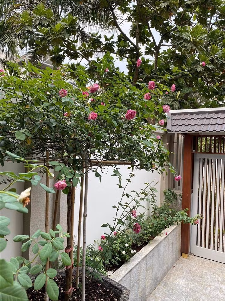 Góc nào trong nhà cũng thấy sắc hoa tươi thắm. Ảnh: FBNV
