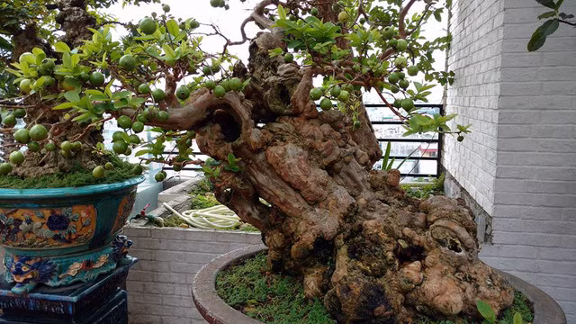 Dân chơi cây cảnh, bonsai Hà thành từng “phát sốt” trước cây ổi 300 tuổi của ông Nguyễn Gia Thọ, ở Nghi Tàm (Tây Hồ, Hà Nội). Ảnh: Dân Việt