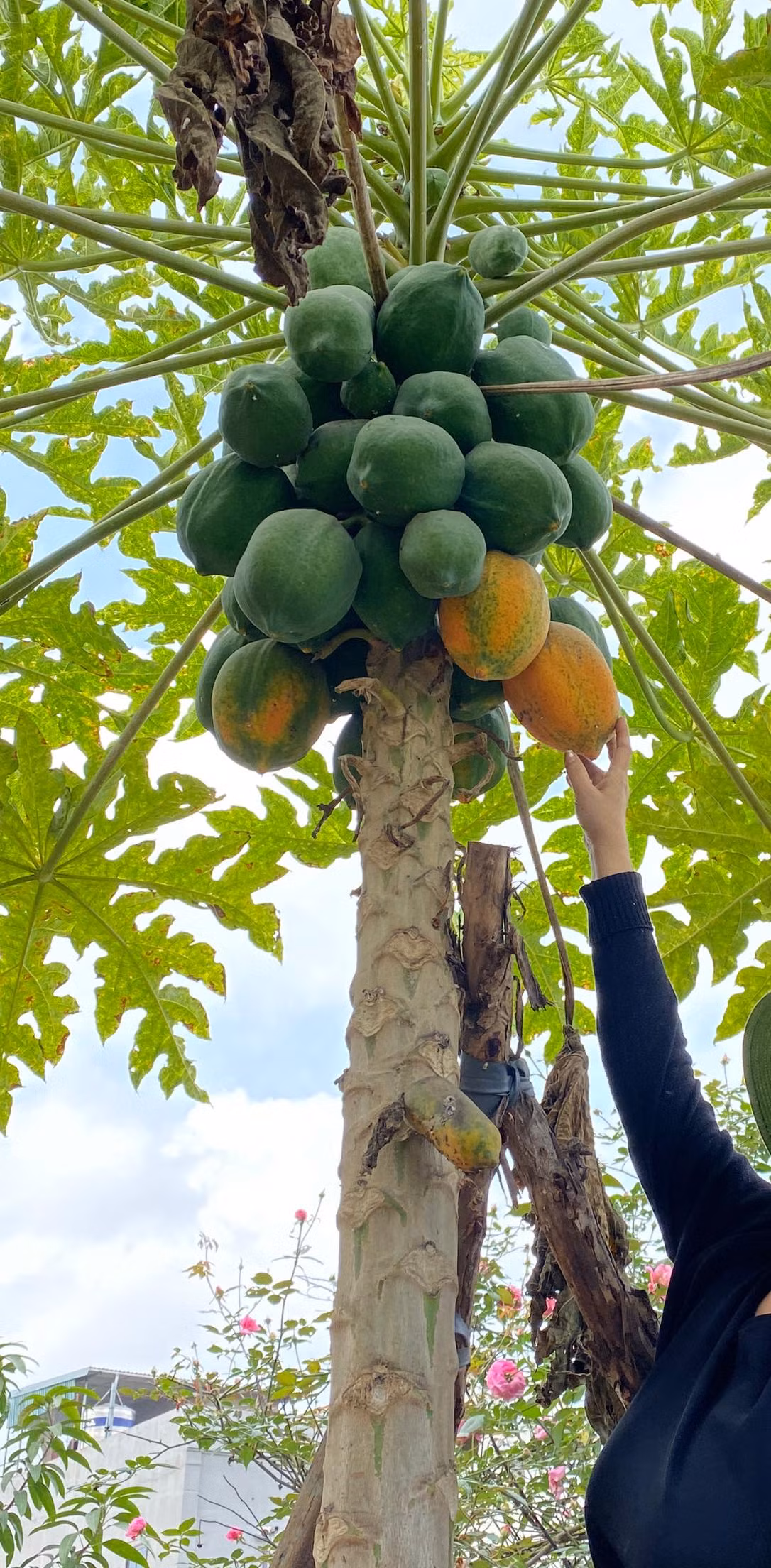 Cây đu đủ cao, sai trĩu quả.