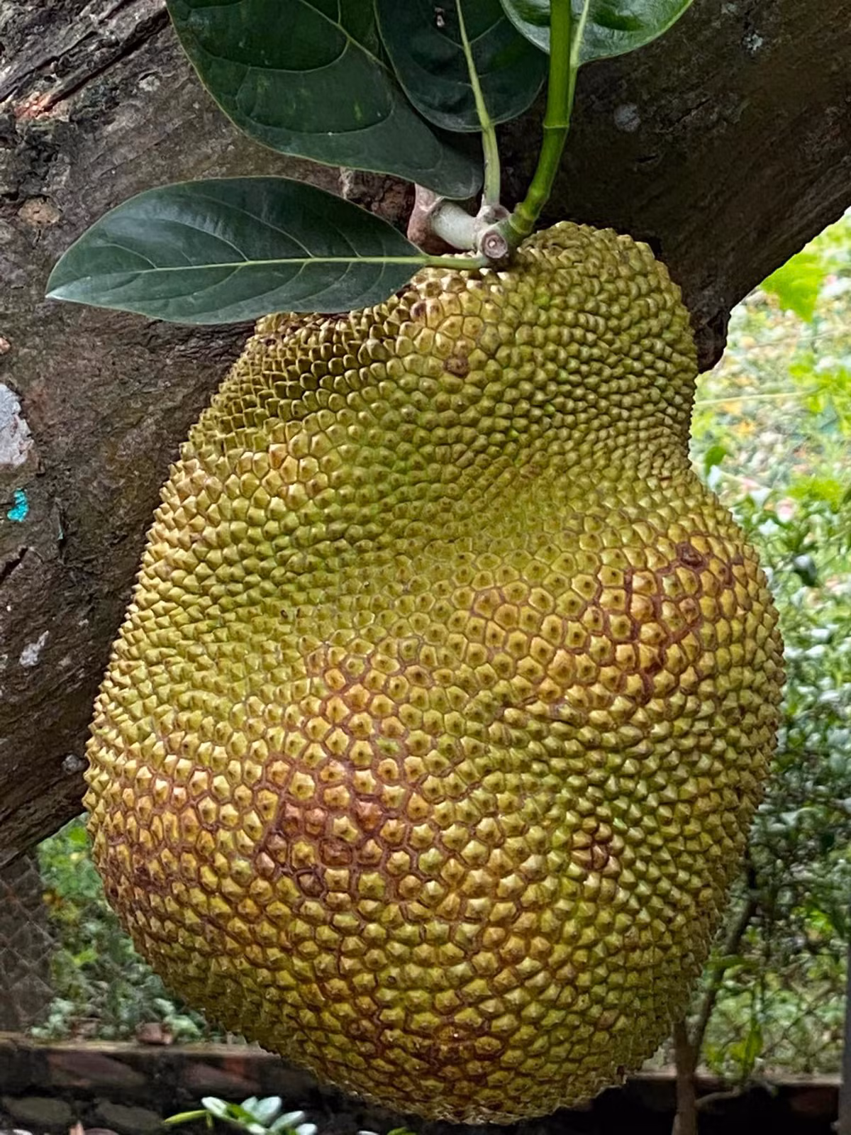 Ngoài hoa, nhà vườn của NSND Minh Hằng còn trồng nhiều loại cây ăn trái như đu đủ, mít, cóc...