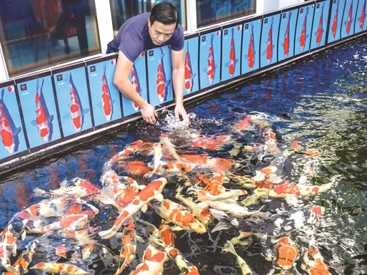Phí đầu tư cơ sở vật chất cho trang trại gần 15 tỷ đồng, số cá Koi trưng bày lên đến 30 tỷ đồng. Ảnh: Facebook