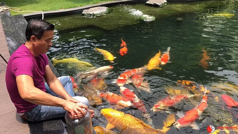 Hiện tại, trang trại của "vua cá Koi" là một trong những siêu thị cá Koi lớn hàng đầu thế giới, có nhiều chủng loại đa dạng với mức giá dao động từ vài trăm triệu đến hàng tỷ đồng, đáp ứng theo nhu cầu của khách hàng. Ảnh: Nhipcaudautu