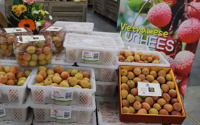 Vào mùa, vải thiều được bày bán khắp các khu chợ, đường phố ở Việt Nam với giá từ 25.000 - 50.000 đồng/kg. Thế nhưng, tại các cửa hàng, siêu thị ở Úc, vải thiều được niêm yết giá 32 - 35 AUD (khoảng 500.000 - 600.000 đồng/kg). Ảnh: VTV
