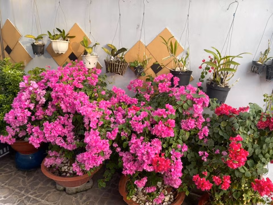 Các loại hoa đua nhau khoe sắc.