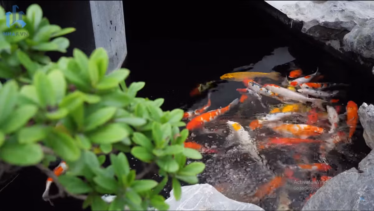Tô điểm cho khuôn viên sân vườn biệt thự còn có hồ cá Koi.