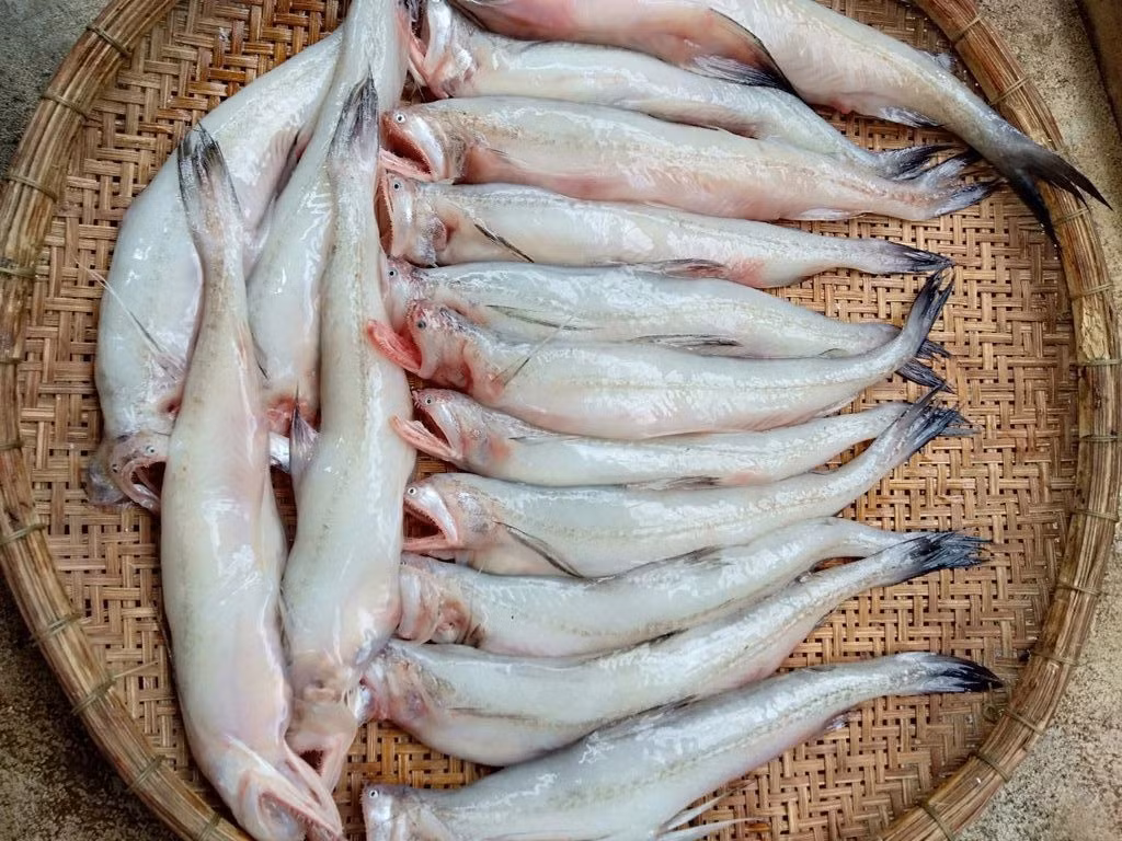 Thế nhưng ngày nay, cá khoai đã trở thành đặc sản khoái khẩu được thực khách nhiều nơi ưa chuộng. Ảnh: Vietnamnet