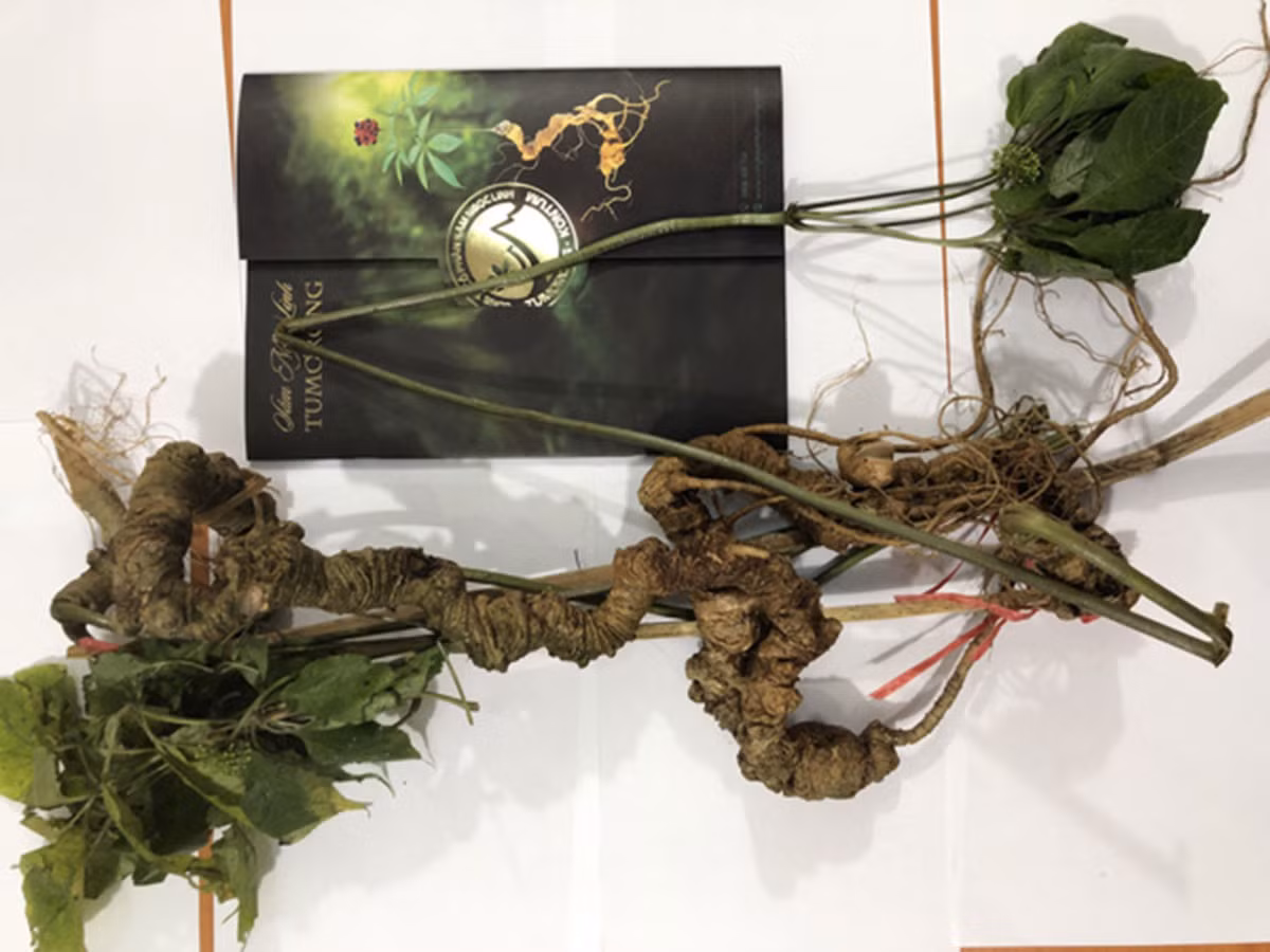 Cùng năm 2019, một củ sâm Ngọc linh hơn 100 tuổi, dài khoảng 70cm, nặng 920gram, có cả thân cây, được một vị khách ở Kon Tum mua với giá gần 1 tỷ đồng. Ảnh: Dân Việt