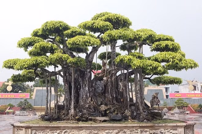 Năm 2019, giới chơi cây xôn xao trước cây sanh cổ "Nham thạch bách niên" của một doanh nhân Thanh Hóa được một người Nhật định giá hơn 20 triệu USD (khoảng hơn 460 tỷ đồng). Ảnh: Vietnamnet