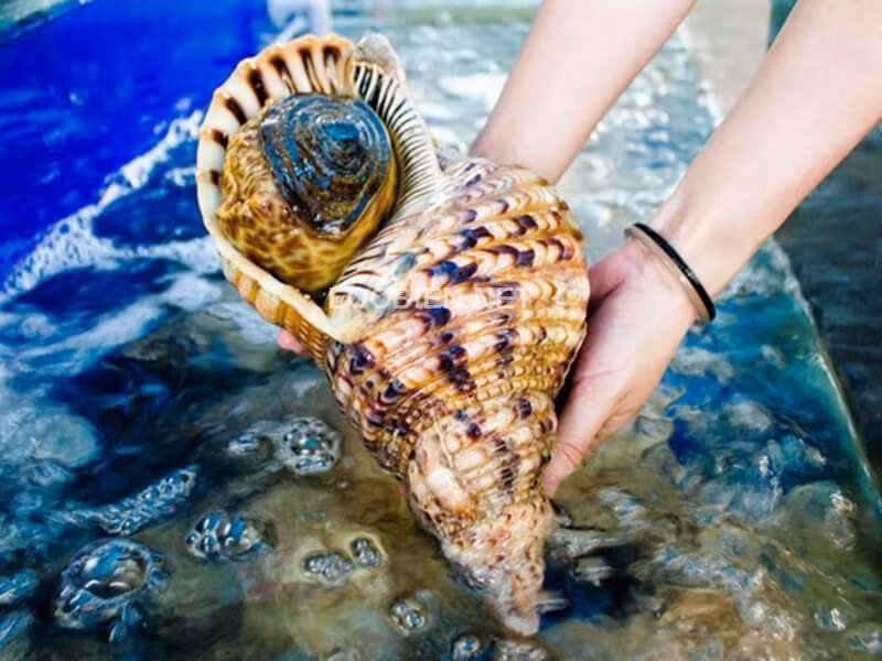 Để đánh bắt được ốc hoàng hậu, ngư dân phải rất kỳ công vì chúng sống ở các vùng nước sâu, nấp kỹ sau rặng san hô hoặc đá ngầm từ 20 - 30 mét. Ảnh: Haisanlocbien