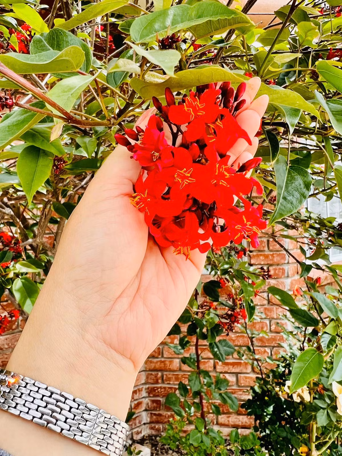 Vườn hoa của danh hài Thuý Nga được chăm sóc cẩn thận nên đua nhau khoe sắc. Ảnh: FBNV