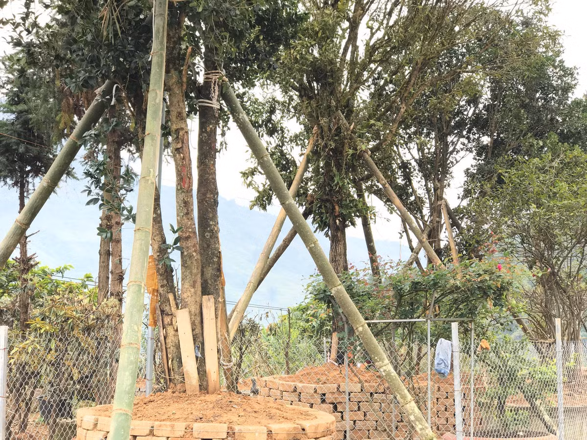 Có thời gian, cây mộc hương tạo cơn sốt và được nhiều người lùng mua. Thậm chí, có người chi cả tiền tỷ để sở hữu. Ảnh: Vietnamnet