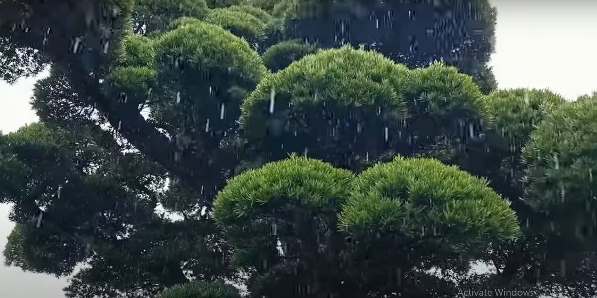 Bông tán của cây được chủ nhân cắt tỉa hàng năm.