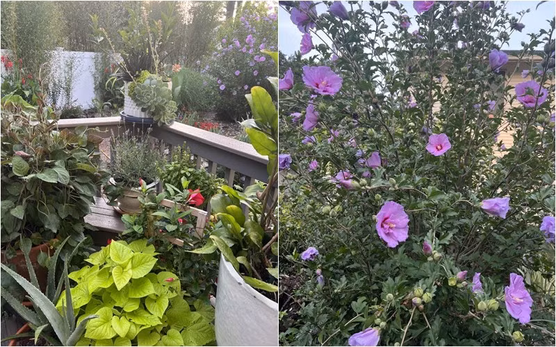 Nhiều người bày tỏ sự thích thú với khu vườn của bà Liên Phạm.
