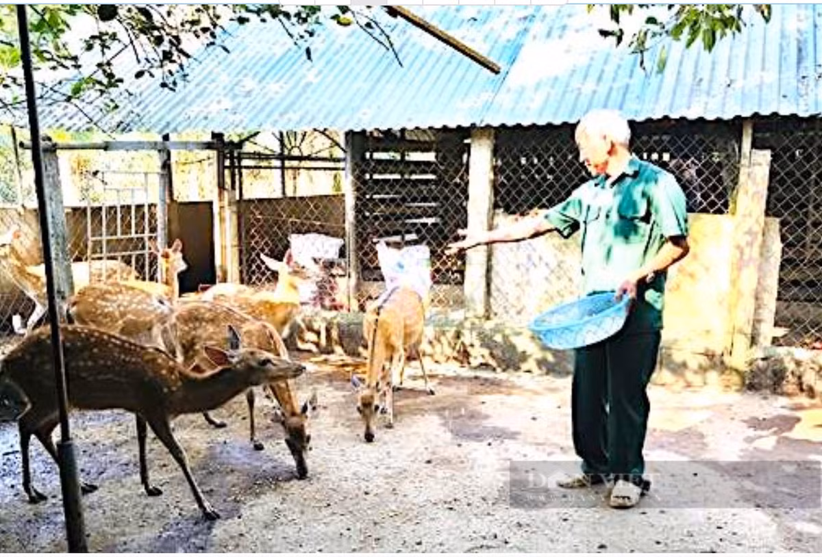 Cặp nhung hươu "khủng" trên thuộc sở hữu của gia đình ông Bùi Văn Lợi (trú tại tổ dân phố 6, thị trấn Tây Sơn, huyện Hương Sơn, Hà Tĩnh). Ảnh: Dân Việt