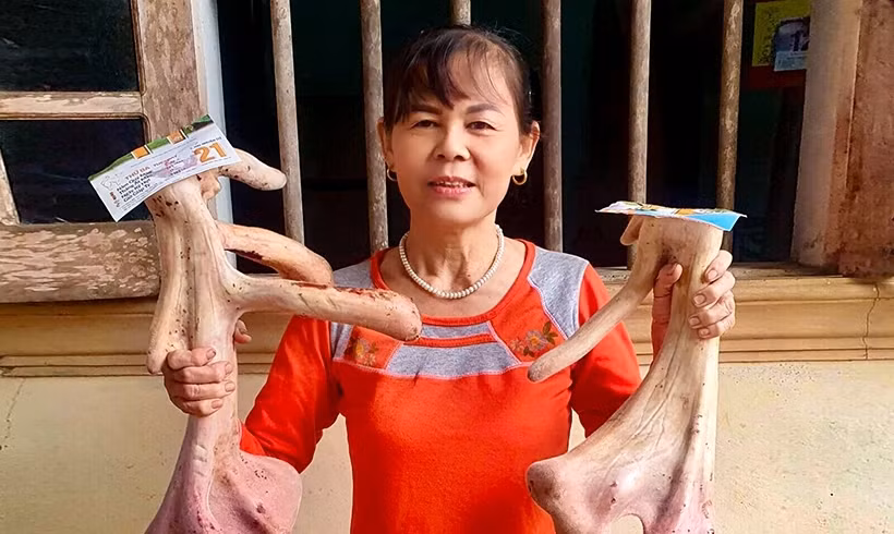 Cặp nhung dài hơn 50cm; bên trên có hình thù như bông hoa mào gà, được bán với giá 44 triệu đồng. Ảnh: BaoHatinh