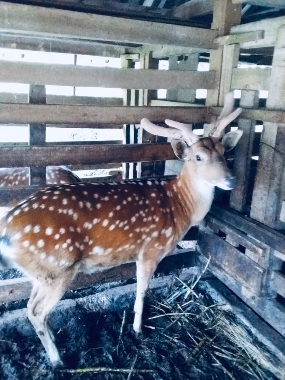 Theo ông Vượng, một khách hàng đến đặt vấn đề mua lại con hươu của gia đình với giá 400 triệu đồng, nhưng ông không bán. Ảnh: Dân Việt