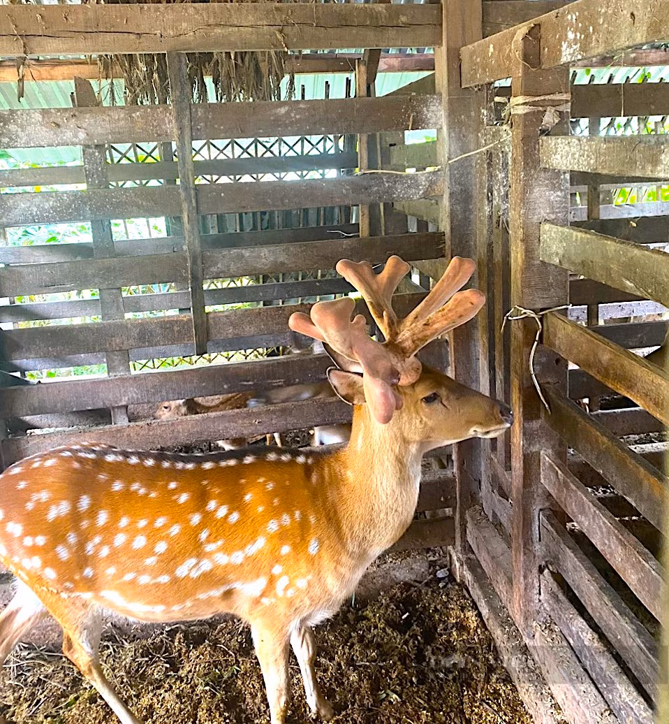 Hiện đã có người đặt cọc 10 triệu đồng để mua cặp nhung hươu trên với giá 12,5 triệu đồng/kg, nhưng gia đình ông Lợi chưa cắt bán. Ảnh: Dân Việt