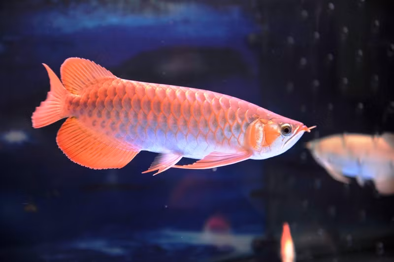 Sở dĩ cá rồng có giá cao ngất ngưởng là bởi hình dáng sang trọng, quý phái. Thân cá rồng thuôn dài mảnh mai, vảy to lấp lánh hình đồng xu, gợn sóng như những con rồng. Ảnh: Getty