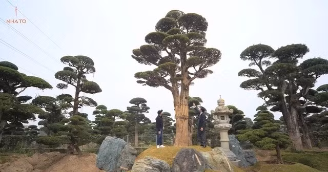 Cây có dáng phu thê với phần thân gồm một bên là vợ, một bên là chồng. Tuổi đời khoảng 500, vanh 215 cm, cao 8 m, bóng tán gần 6 m.