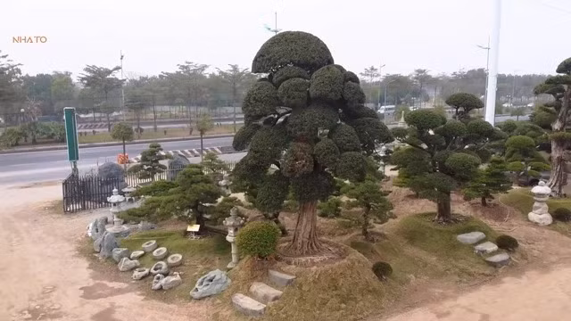 Cây tùng có tuổi đời lâu nhất trong vườn đã tồn tại 700 năm, được nhập về từ tỉnh Chiba, Nhật Bản. Chu vi vòng gốc của cây khoảng 330 cm.