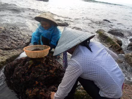 Vào mùa, người cạo được nhiều nhất khoảng 3-5kg, thu nhập từ 300.000 – 400.000 đồng/ngày. Ảnh: Dân trí
