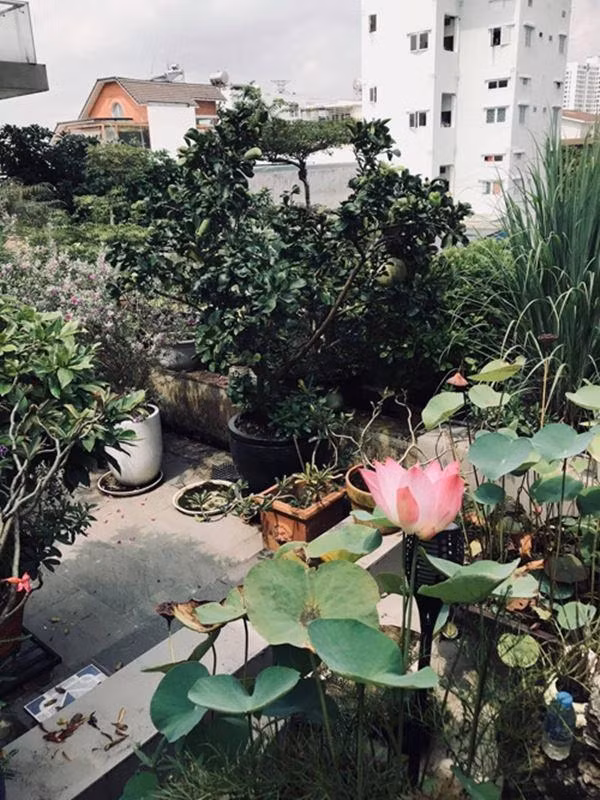Ngoài rau, mẹ Hà Hồ còn trồng hoa sen và cây ăn trái. Ảnh: FBNV
