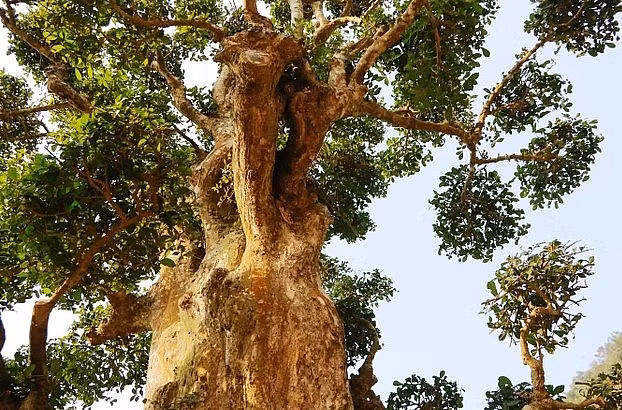 Theo nhân viên của vườn chim Thung Nham, từ khi phát hiện đến nay, cây duối vẫn giữ nguyên. Người thợ chỉ tỉa tán lá, không hề tạo thế cho cây. Ảnh: Thuonghieusanpham
