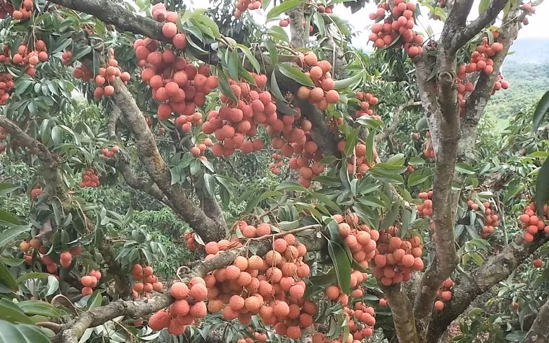 Vườn vải thiều sai trĩu quả của một lão nông ở Bắc Giang khiến ai cũng trầm trồ. Ảnh: PL&amp;DS