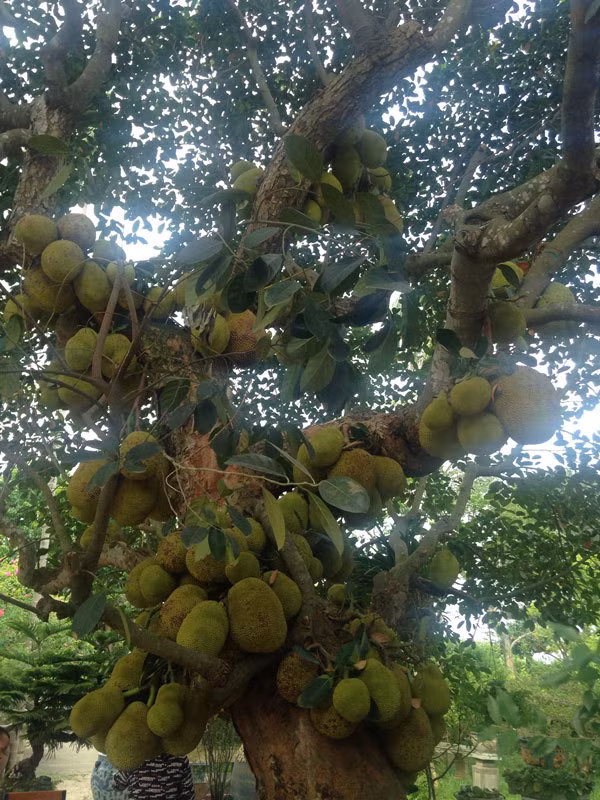 Cây mít có dáng đổ, tán cây rộng, thân cây sần sùi, vỏ cây có những mảng rêu phong, đặc biệt số lượng quả hàng năm rất sai, đếm qua cũng lên tới hơn trăm quả. Ảnh: Vietnamnet