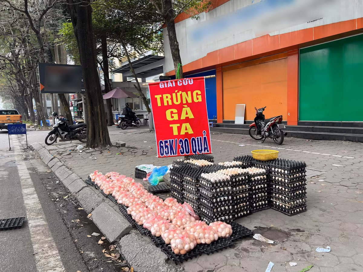 Chia sẻ trên Dân trí, một người bán hàng cho biết số trứng này có nguồn gốc từ xã Liên Châu, huyện Thanh Oai, Hà Nội. Theo anh này, thị trường sau Tết tiêu thụ chậm cộng với thời tiết nồm ẩm khó bảo quản nên đem trứng xuống trung tâm để giải cứu giúp bà con. Ảnh: Lao động